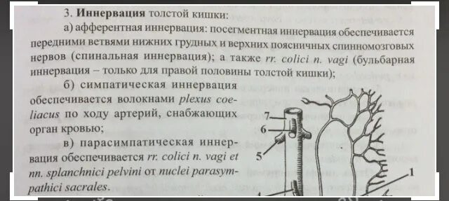 Иннервация ободочной кишки. Парасимпатическая иннервация желудочно кишечного тракта. Иннервация отделов толстой кишки. Иннервация сфинктера прямой кишки. Иннервация отделов толстой кишки.