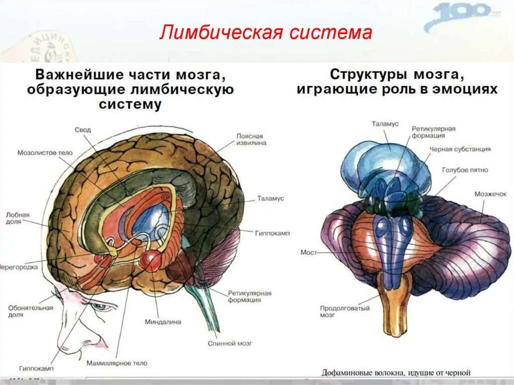 Центр чувств в мозге