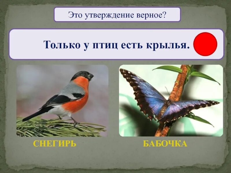 Только у птиц есть. Кто такие птицы. кто такие птицы 1 класс окружающий мир. кто такие птицы презентация.