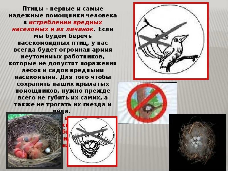 Берегите птиц презентация. Охрана птиц презентация. Охрана птиц в природе. Презентация охрана птиц в природе. Вредные птицы в природе