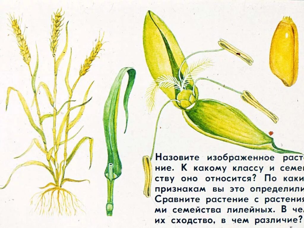 Плоды хлебных злаков под названием. Семейства цветковых злаковые. Семейство злаковые строение. Строение цветка злаковых растений. Цветок пшеницы.