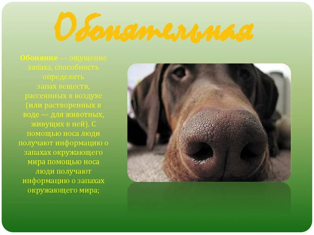 Обоняние собаки. Обоняние собак слайд. Получение информации с помощью носа животными. Сообщение об обоняние животных.