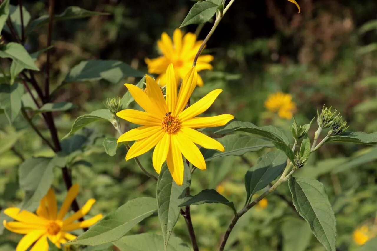 Sun Root for Garden and Self Sufficiency