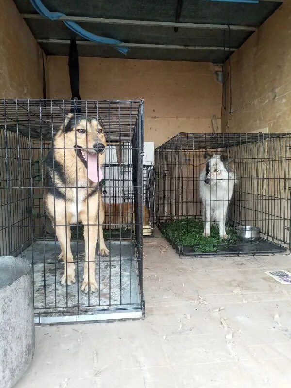 Приют дог хаус томск. Приют дога. Биг дог приют екатеринбург. Собака кур хаус. Собачий приют снаружи.