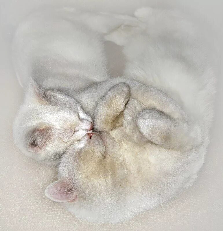 Спокойной ночи девушке любимой. Стихи спокойной ночи. Сладких снов стихи. Нежных снов счастье мое. Сладких снов любимая.