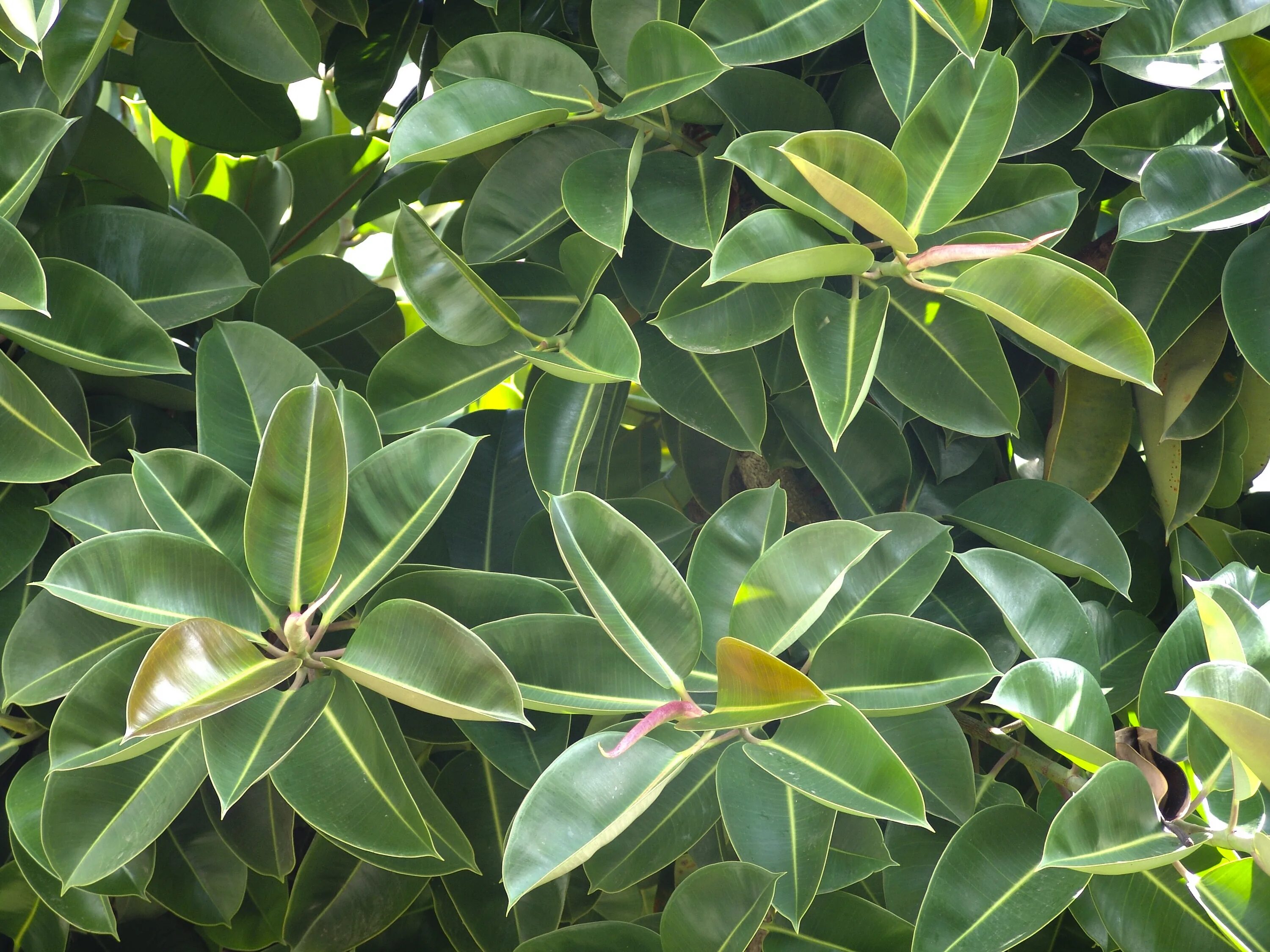 Фикус каучуконосный. Фикус каучуконосный (Rubber Plant). Фикус каучуконосный Вариегата. Фикус толстолистный. Ветвление фикуса