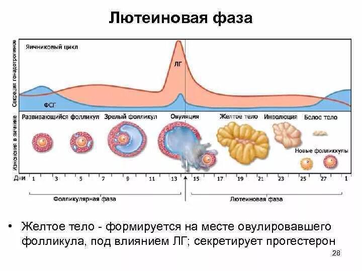 Фолликулярная овуляция лютеиновая фазы. 2 Фаза менструационного цикла это лютеиновая фаза. Фазы менструационного цикла лютеиновая фаза. Длительность лютеиновой фазы менструационного цикла. Фолликул фаза