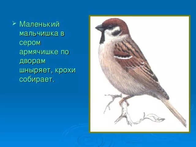 Птичка невеличка в сером армячишке. Загадка про воробья для детей. Птичка невеличка в сером армячишке. Загадка про воробья для детей. Загадка про воробья для детей.