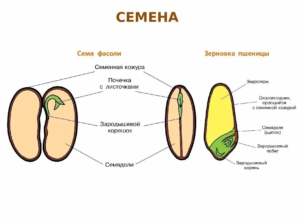 Состав семени фасоли в сформированном зародыше. Строение семени фасоли и пшеницы. Строение семени фасоли 6 класс. Строение зерновки фасоли. Строение семени фасоли и зерновки пшеницы.