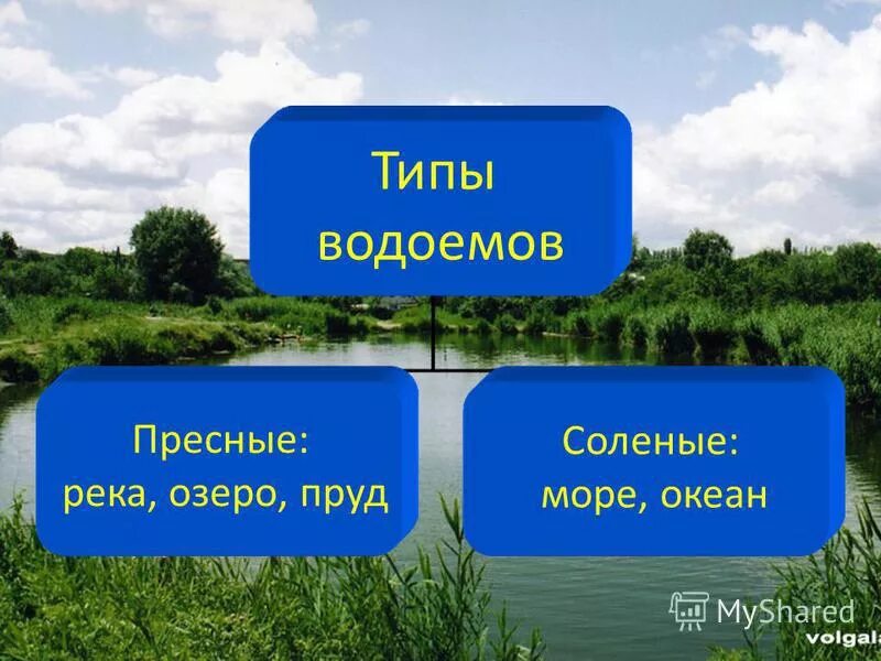 водоёмы краснодарского края. назовите пресные водоемы. водоемы с пресной водой. растения пресных водоемов. какие бывают пресные водоемы.