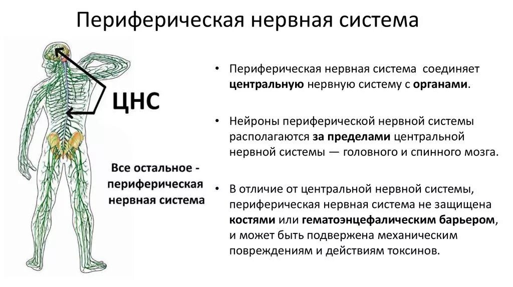 Сколько живет нерв. Понятие о периферической нервной системе. Строение ЦНС И ПНС. Функции нервной системы человека схема. Строение периферической нервной системы ее отделы и функции.