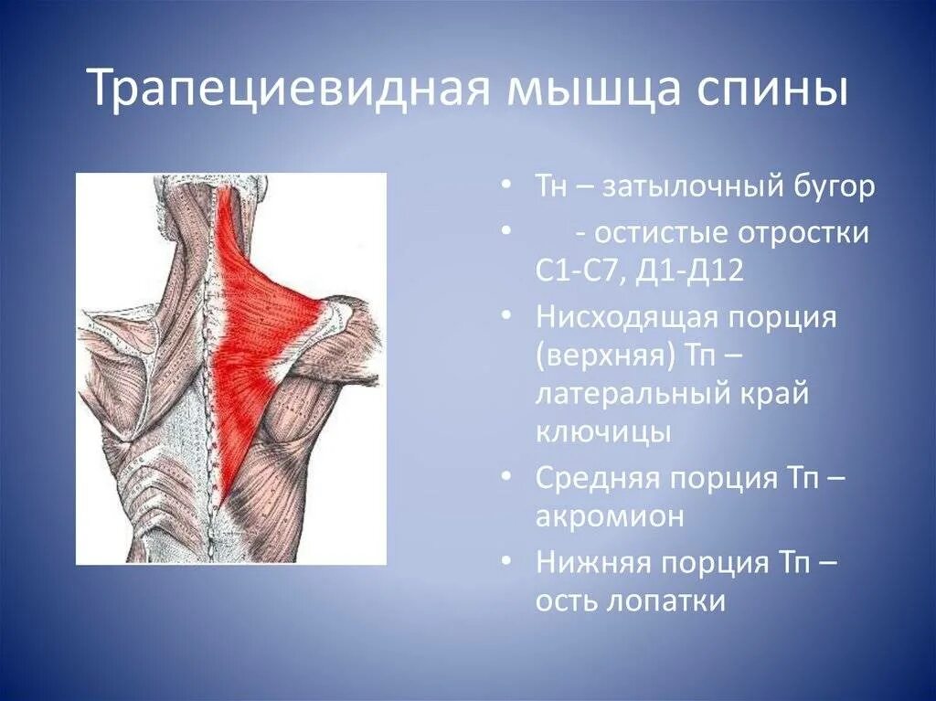 Трапециевидная функция. Места прикрепления трапециевидной мышцы. Места прикрепления, функции трапециевидной мышцы. Трапециевидная мышца вид спереди. Верхняя трапециевидная мышца.