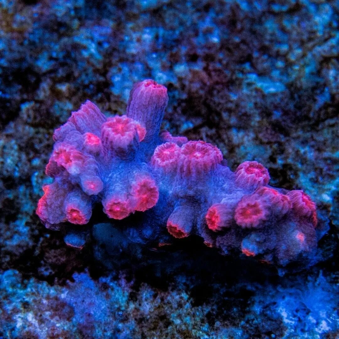 Coral reef s. Цифастрея коралл. Цифастрея ветвистая коралл. Цифастрея бранч. Cyphastrea Decadia branching Pink.