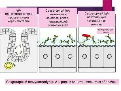 Иммуноглобулины местного иммунитета