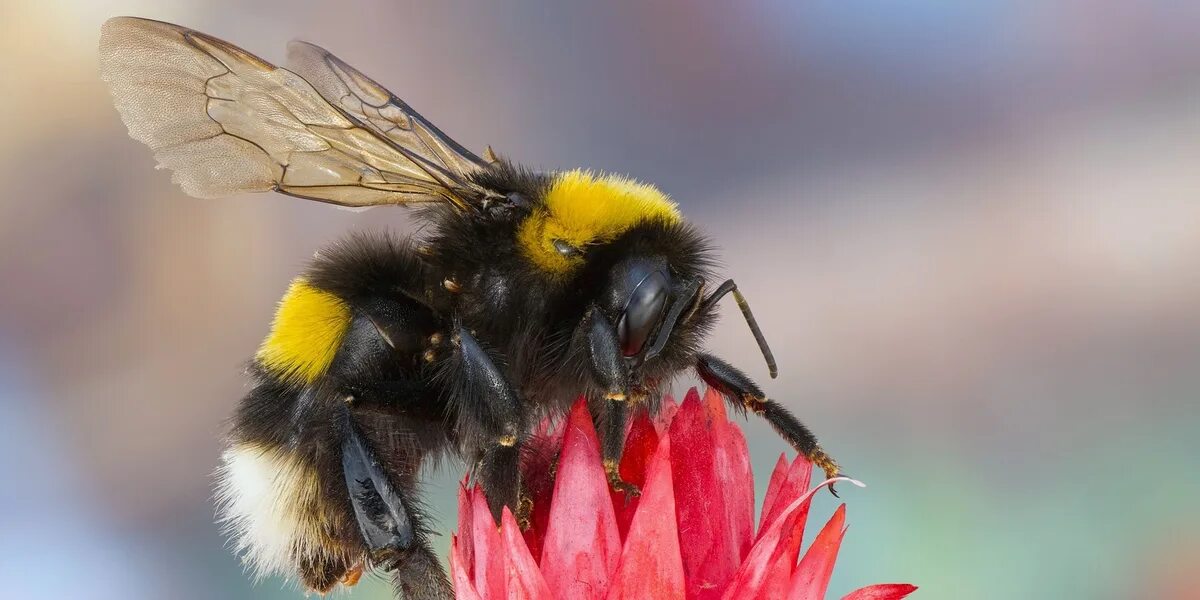 Шмель Bombus pascuorum. Шмель Байкальский Bombus deuteronymus. Степной Шмель Bombus fragrans. Шмель полевой. Жигулевское опылители