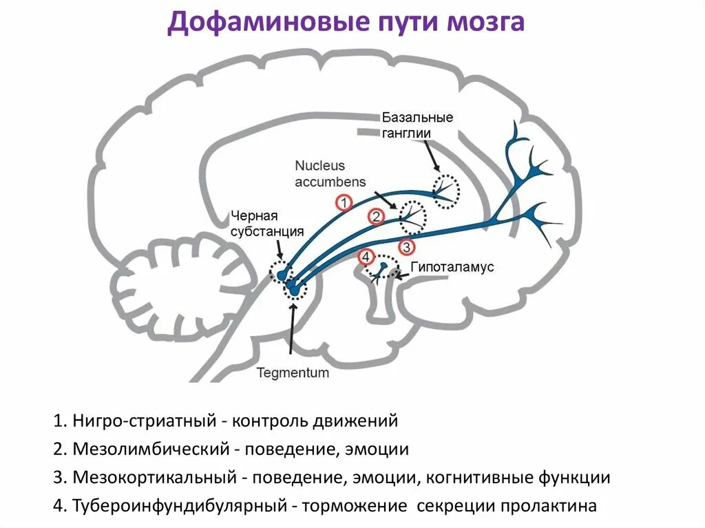Дофаминовая зависимость. Нигростриарный дофаминовый путь. Дофаминовые рецепторы головного мозга. Мезокортикальный дофаминовый путь. Дофаминергическую систему мозга это.