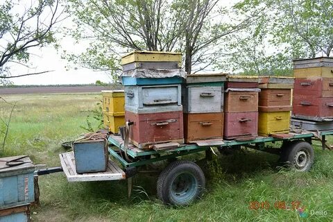Пчелы в воронеже