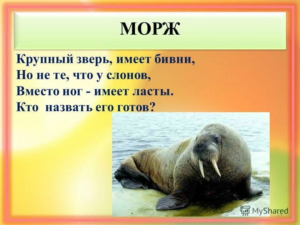 морж слоги