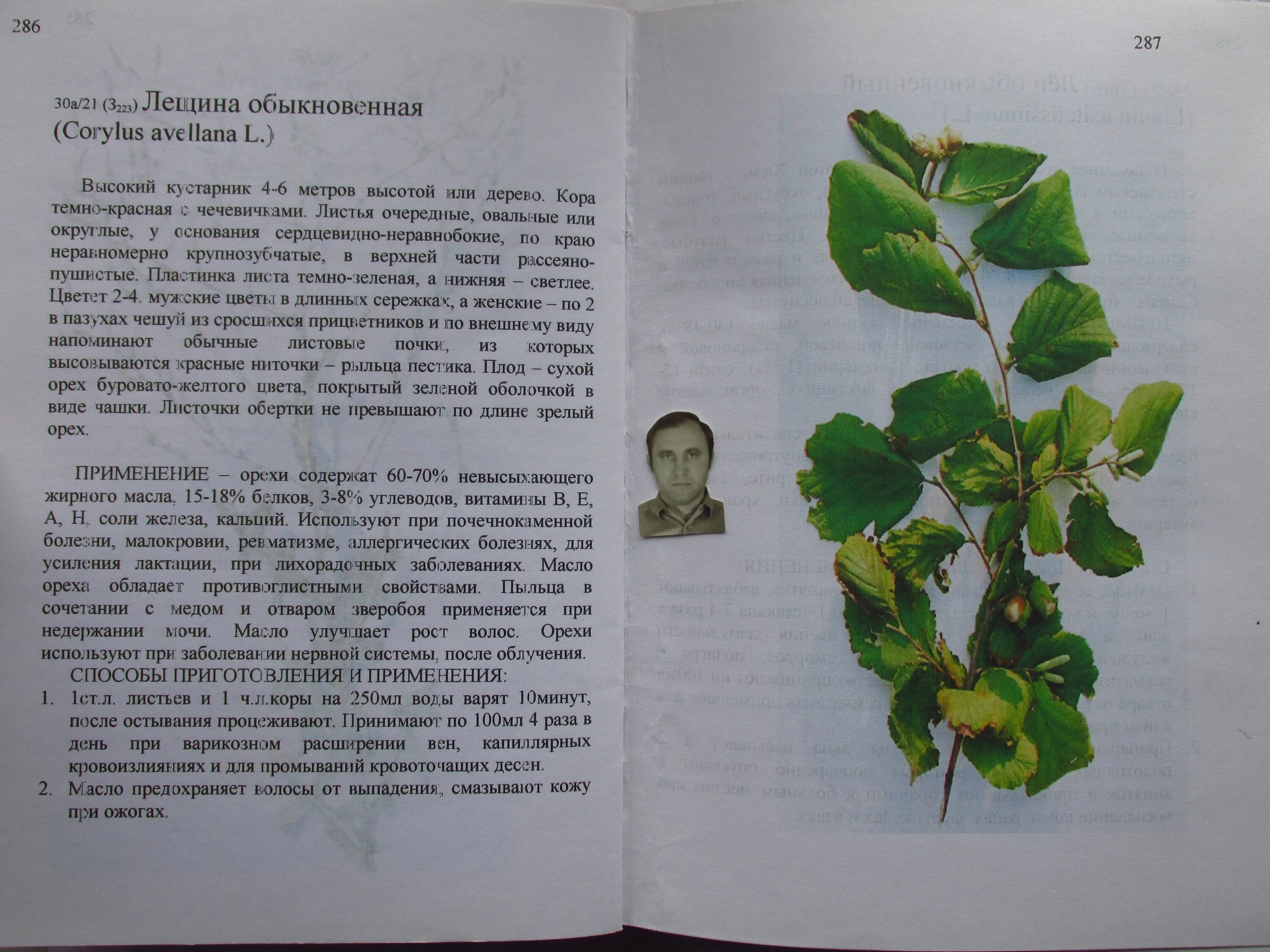 Свойства листьев лещины. Применение лещины. лещина обыкновенная применение в медицине. лист лещины применение. характеристика дерева лещина обыкновенная.