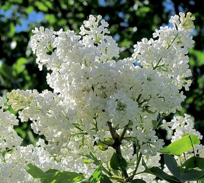 Видеть во сне сирень цветущую. Белая сирень. сирень садовая белая. цветущая сирень белая. сирень обыкновенная &#039;ян ван тол&#039;.