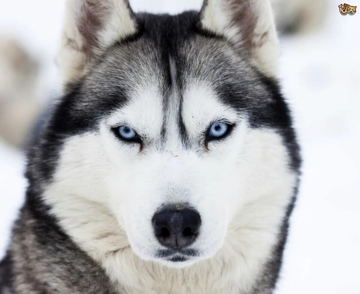 Сибирский хаски породы собак. Сибирские хаски (siberian husky). Порода хаски. Хаски порода хаски. Порода хаски.