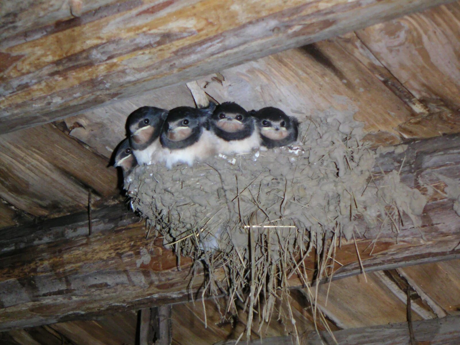 Ласточка живет в гнезде. Ласточкино гнездо ласточки. Гнездо ласточки береговушки. Ласточки птицы гнездо в стайке. Ласточка гнездо птенцы.