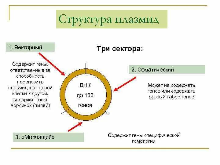 Плазмида кольцевая днк. Структура плазмид. Строение плазмид бактерий. Строение бактерии плазмида. Структура плазмиды бактерий.