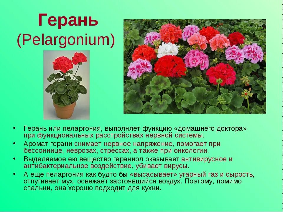 Сообщение о любом комнатном растении