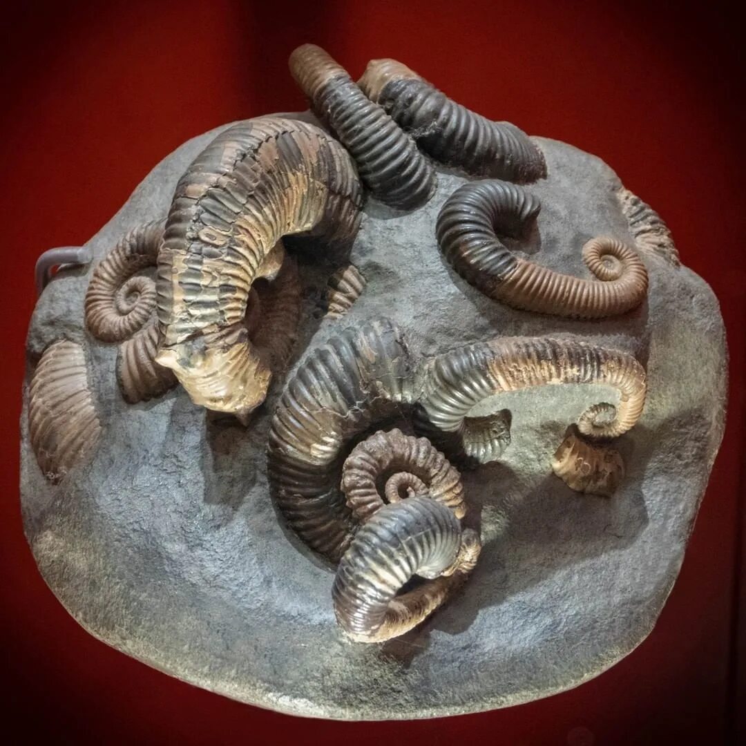 окаменелости океана тетис. Fossil окаменелости. окаменелости аммониты и белемниты. аммонит юрского периода. окаменелые раковины моллюсков.