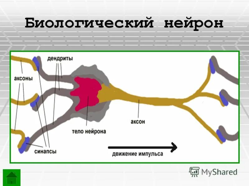 Включает несколько слоев нейронов. Схема биологического нейрона. Схема работы нейрона. Биологическая модель нейрона. Схема искусственного нейрона.
