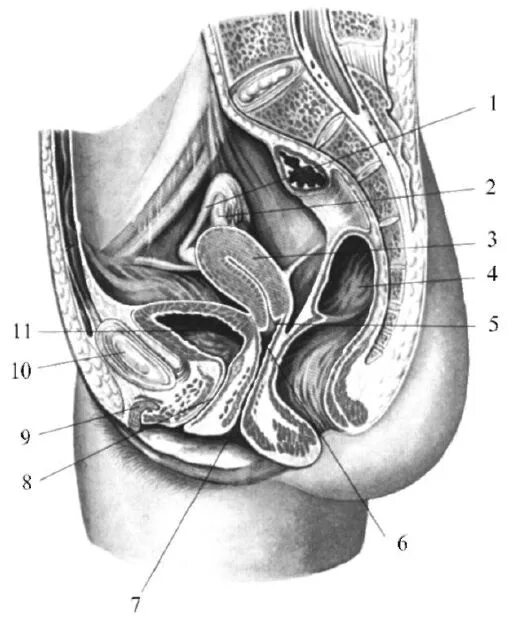 10 женских органов. Женский таз Сагиттальный разрез анатомия. Матка Сагиттальный срез. Сагиттальный разрез женской половой системы. Внутренние половые органы Сагиттальный разрез.