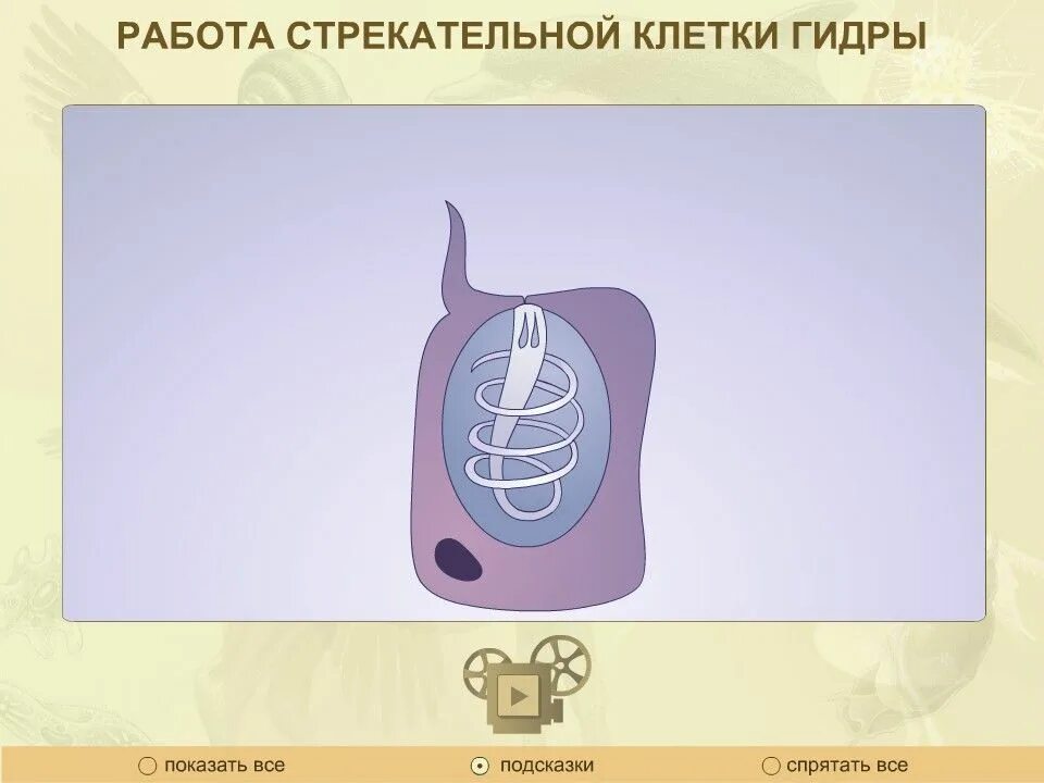 Стрекательные клетки кишечнополостных выполняют функцию. Стрекательные клетки гидры схема. строение стрекательной клетки. схема строения стрекательной клетки гидры. стрекательны клетк игдры.