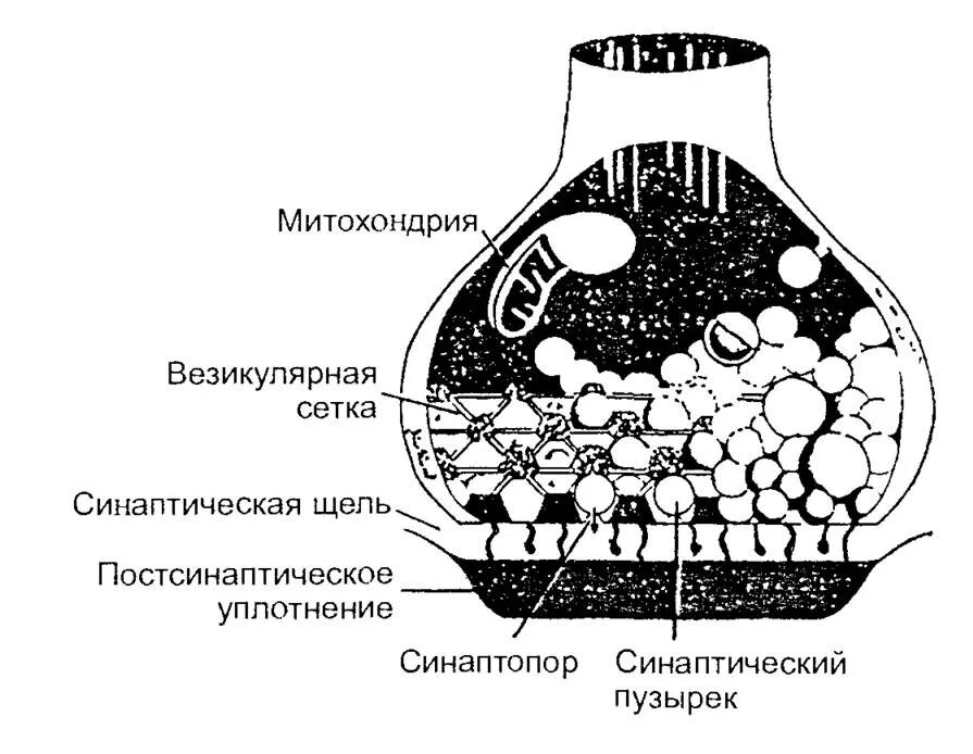 Синаптические пузырьки. Строение химического синапса. Схема строения химического синапса. Строение синапса физиология. Строение химического синапса рисунок.