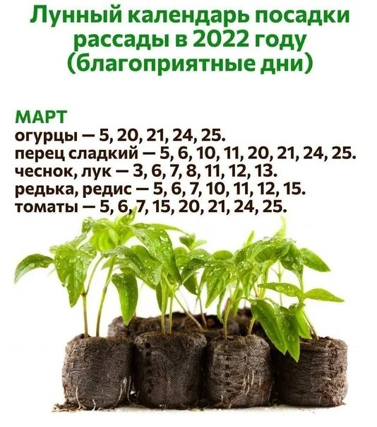 Календарь посева цветов 2024 год март. Календарь посадок. Календарь посадки ежевики. Посадка кустарников лунный календарь. Посадка растений по лунному календарю 2020 год.