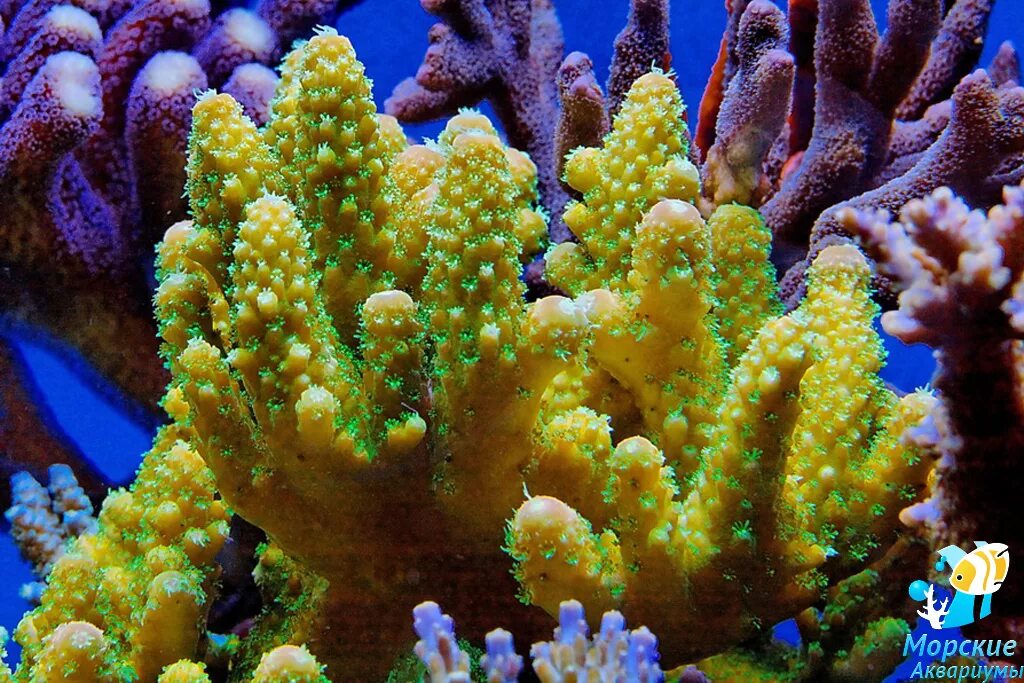 колониальные полипы представители. Corallium rubrum. подкласс шестилучевые кораллы. кораллы представители. кишечнополостные класс коралловые полипы.