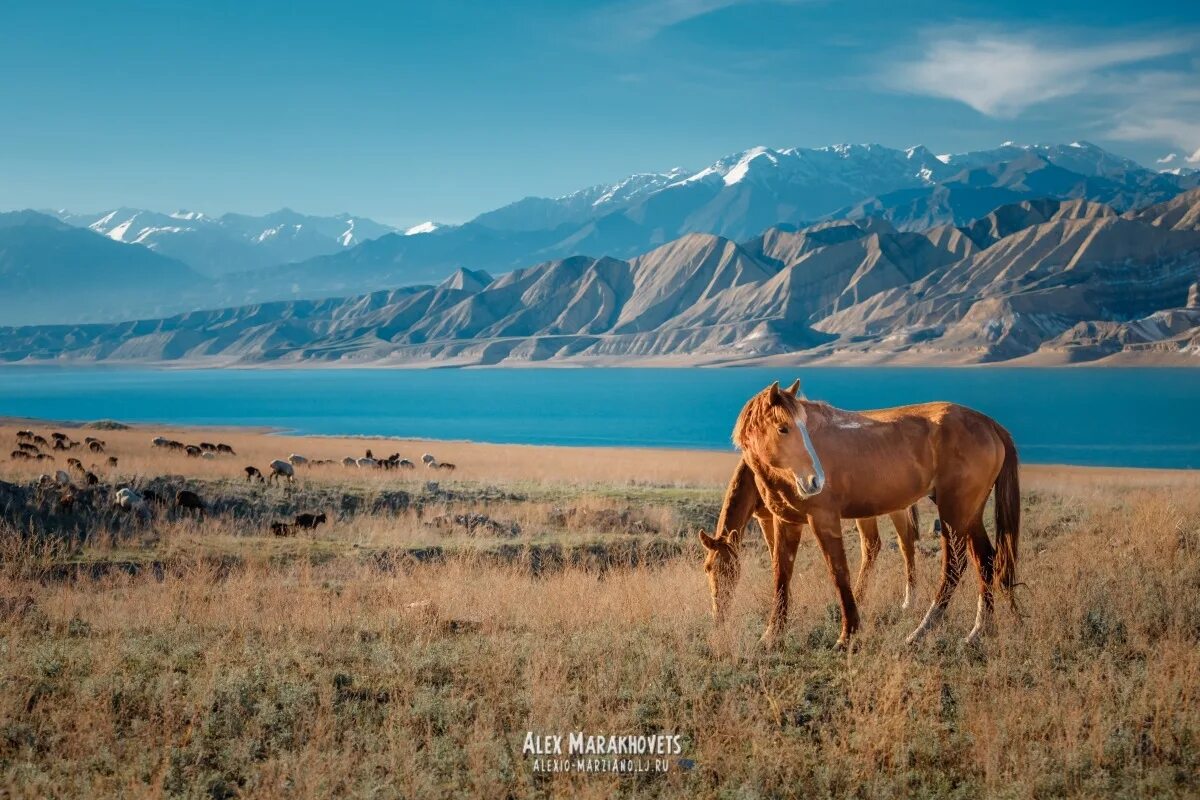 Иссык-Куль Киргизия. Иссык-Куль и горы. Памир Иссык Куль. Горы Иссык-Куль Киргизия.