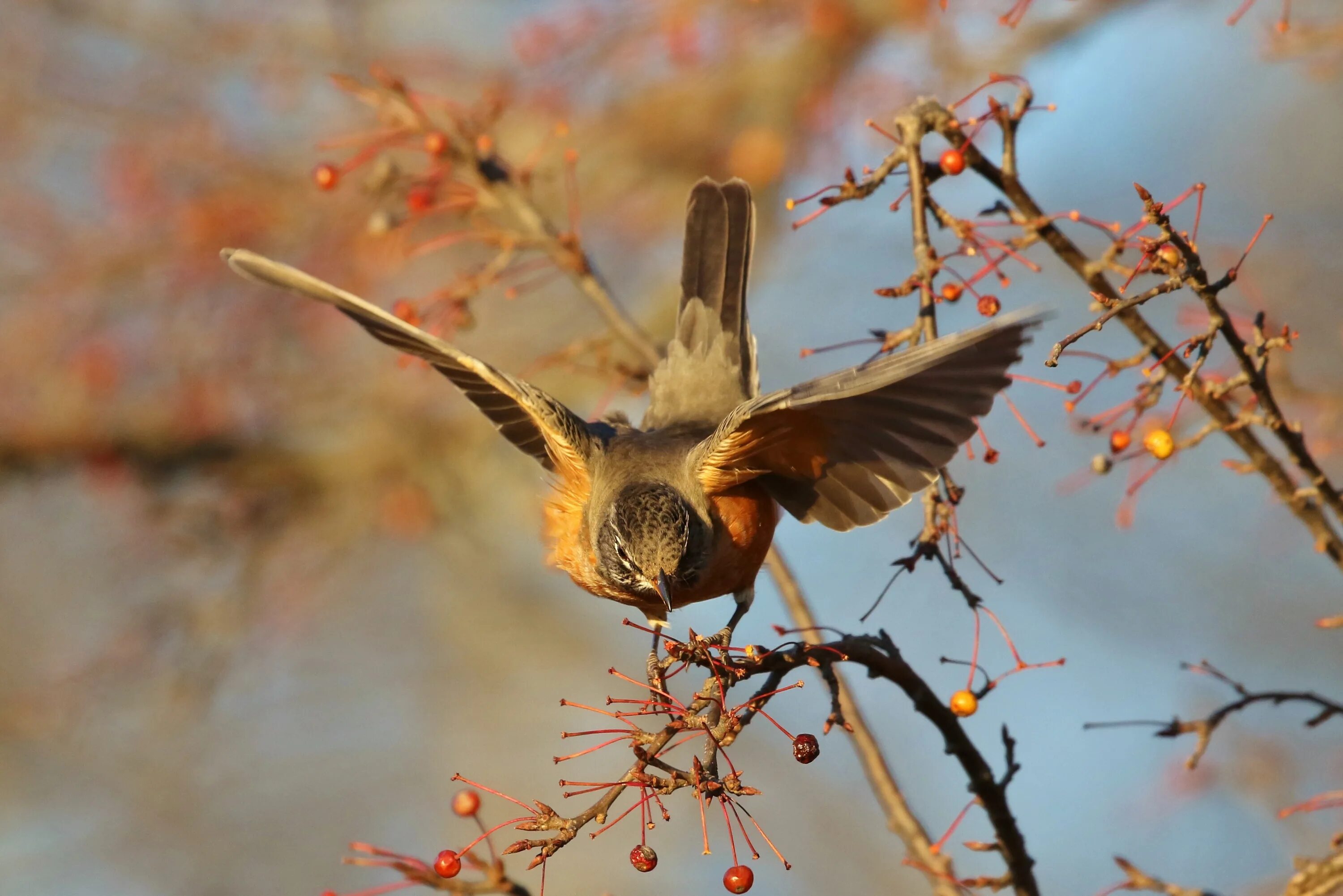 Autumn birds. Осенние птицы. Осень птицы. Птички осенью. Птицы поздней осенью.