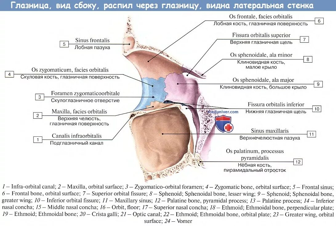 Сообщения глазницы. Медиальная стенка глазницы анатомия. Верхняя стенка глазницы анатомия. Верхняя глазничная щель анатомия. Нижняя стенка глазницы анатомия.