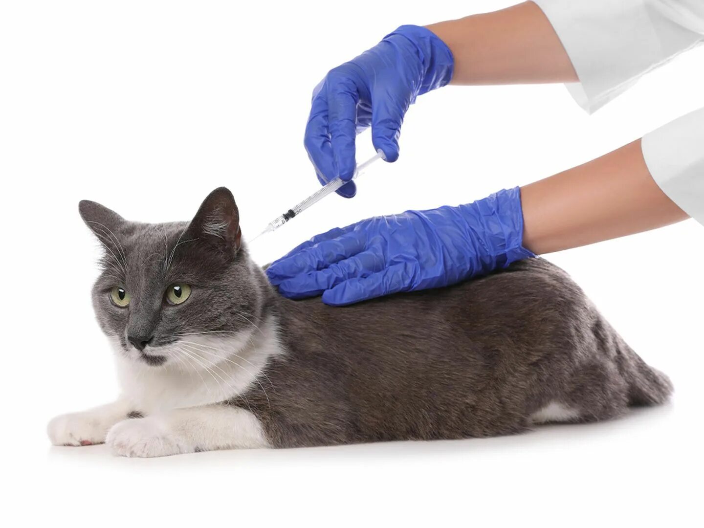 Вакцинация кошек. Вакцинирования кошек. Вакцинация кошек цена. Вакцинация кошек фото. Сколько стоят прививки для кошек
