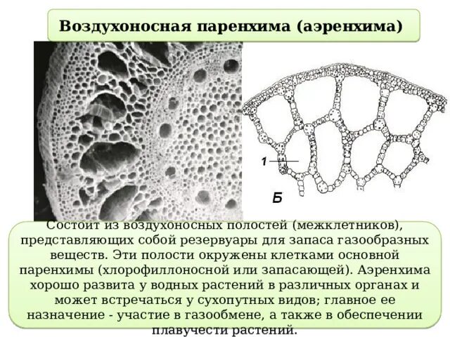 Как выглядит воздухоносная ткань Основная ткань презентация онлайн
