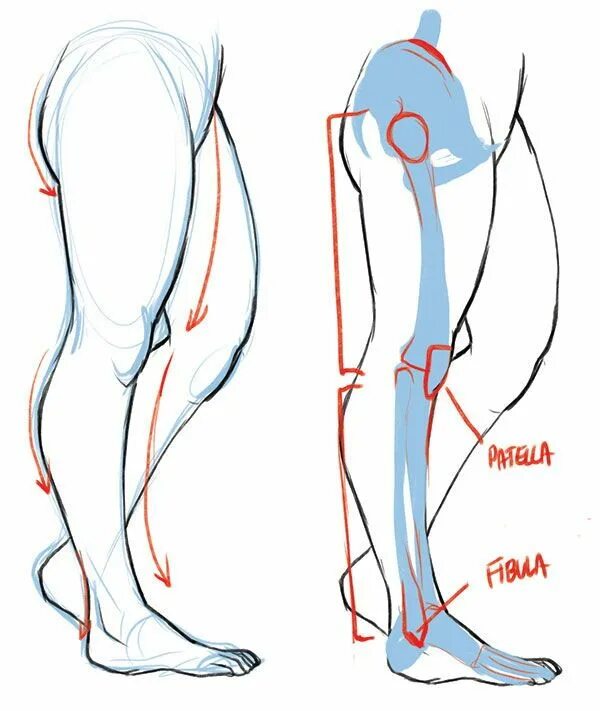 Нога сбоку референс. Бедро человека сбоку референс. Референс ноги с анатомической.