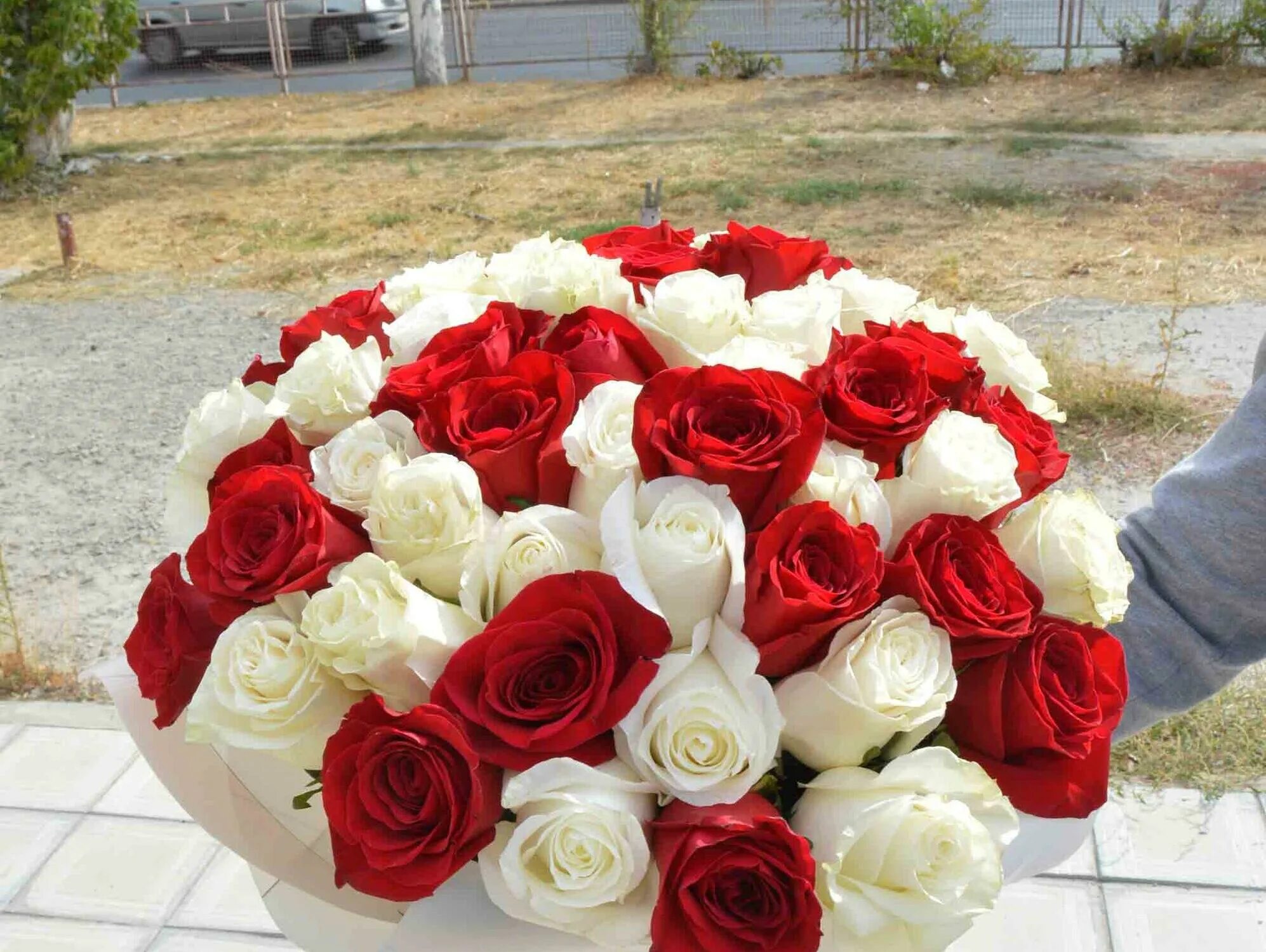 Букет из белых роз 55шт HighRose Prestige momoyo.ru, размер:2XL