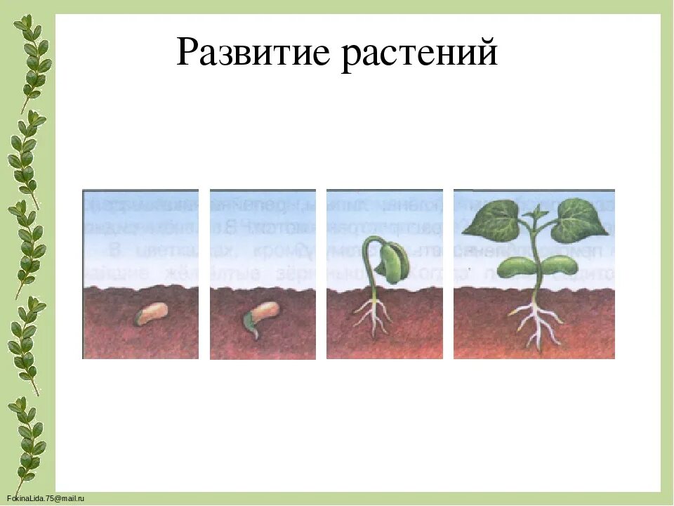 Окружающий мир 3 размножение и развитие растений. Размножение и развитие растений. как развивается растение.