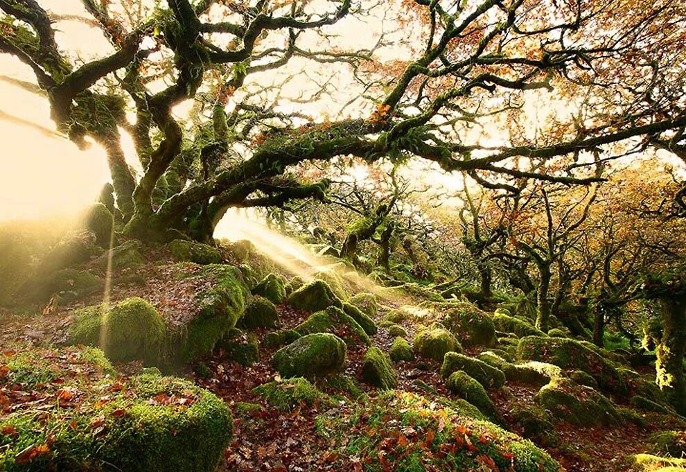 Невероятный лес. Лес Уистман Англия. Шервудский лес в Англии. Ведьмин лес Девон Англия.