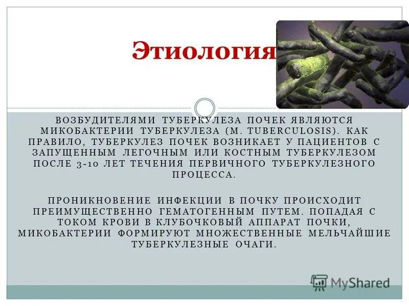 Возбудителем туберкулеза является тесты. Возбудителем туберкулеза является. Возбудителем туберкулеза является тесты. Возбудителем туберкулеза является тесты. Возбудителем туберкулеза является тесты.