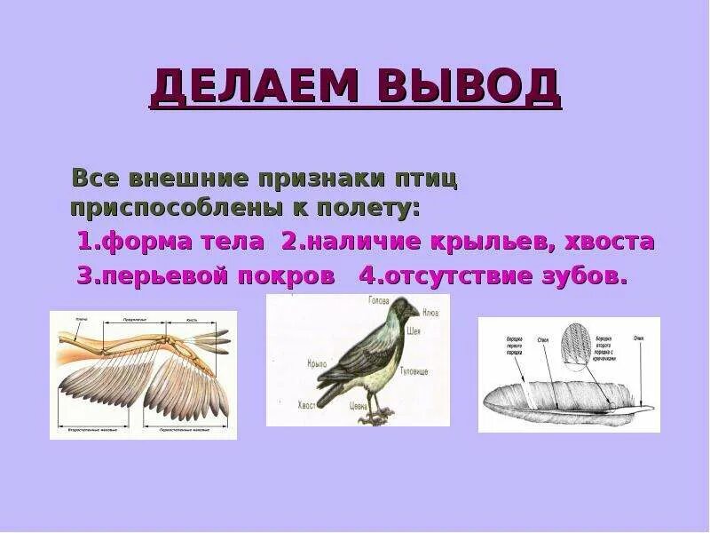 Естественный процесс смены шерстного и перьевого покрова. Признаки птиц. Признаки класса птиц. Отличительные особенности птиц. Характерные особенности птиц.