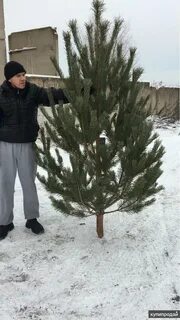 Авито сосна новогодняя оптом