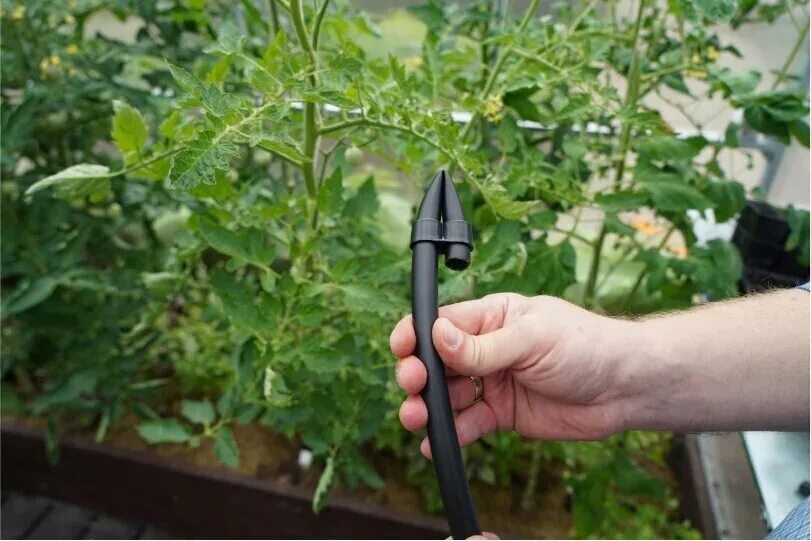 капельный полив жук с регулируемыми капельницами. капельный полив жук с регулируемыми капельницами. томат буденовка и андромеда как пасынковать. капельный полив жук от водопровода на 60 растений с таймером. капельный полив жук с регулируемыми капельницами.