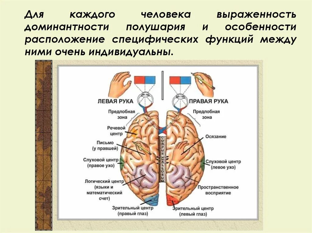 Межполушарная асимметрия и межполушарное взаимодействие. Функциональная асимметрия полушарий большого мозга. Исследование межполушарной асимметрии головного мозга. Функциональная асимметрия полушарий и профиль латеральной. Различие полушарий мозга