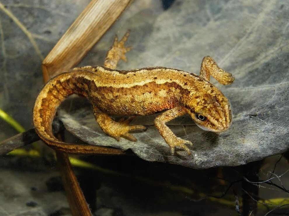 Желтопузый тритон. Четырехпалый тритон. Тритон карелина (triturus karelinii). Отряд хвостатые саламандры. Отряд хвостатые земноводные представители.